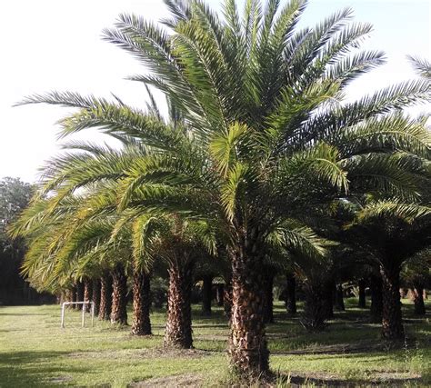 5 to 10 m tall containing up to 100 leaves. . Sylvester palm vs canary island date palm